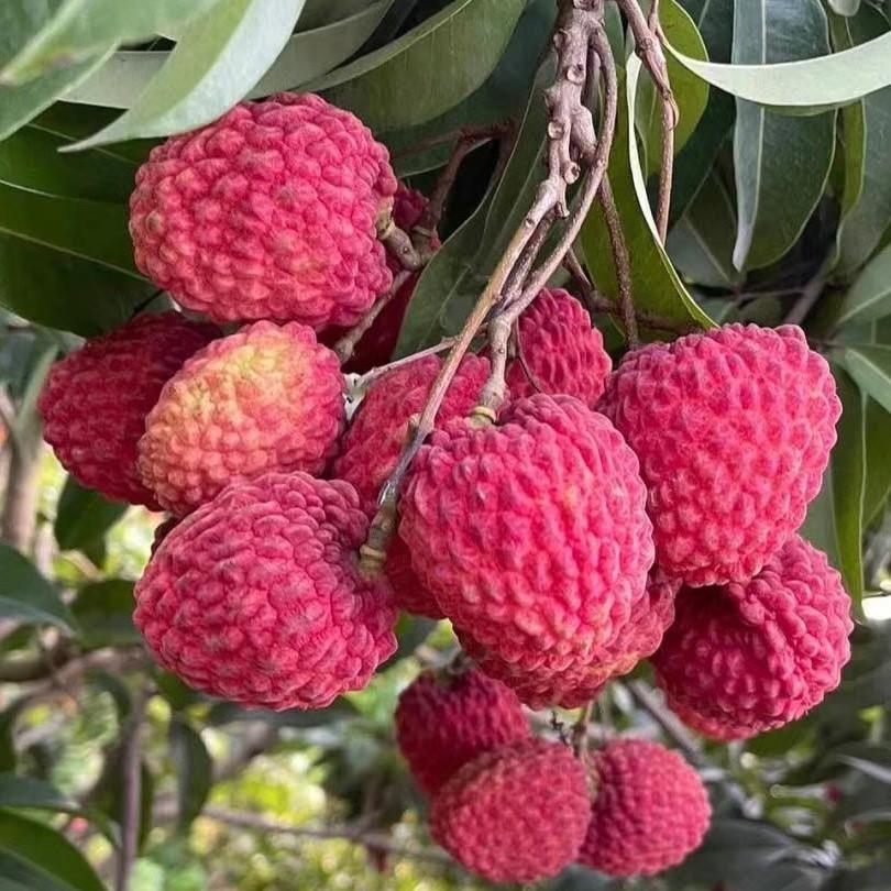 春木盈果树苗