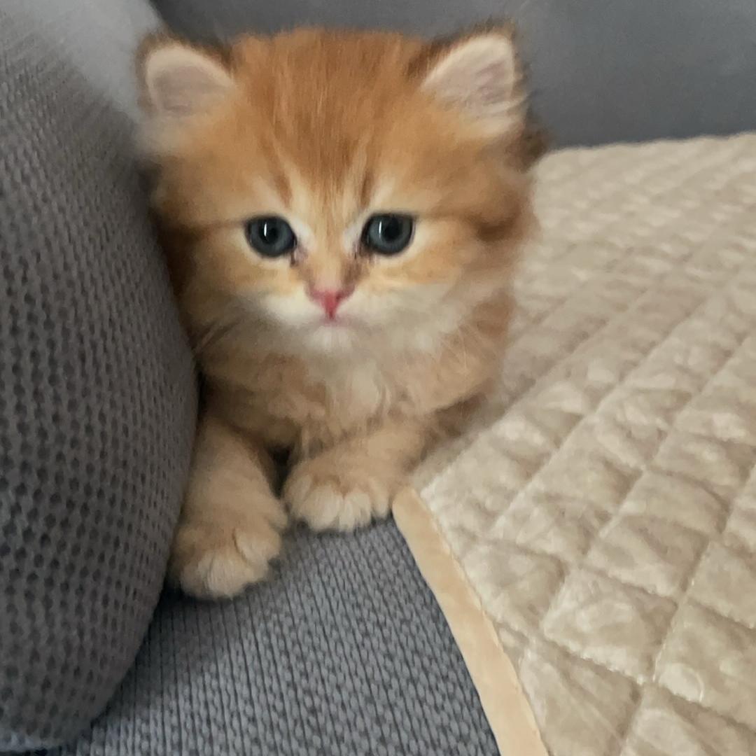 卓钏宠物用品专营店