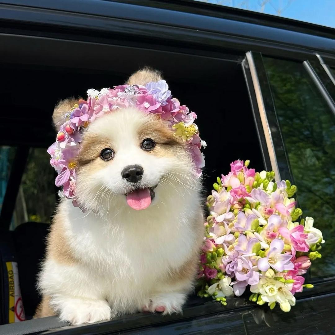 人间小可爱🐶（柯基泰迪比熊等等）