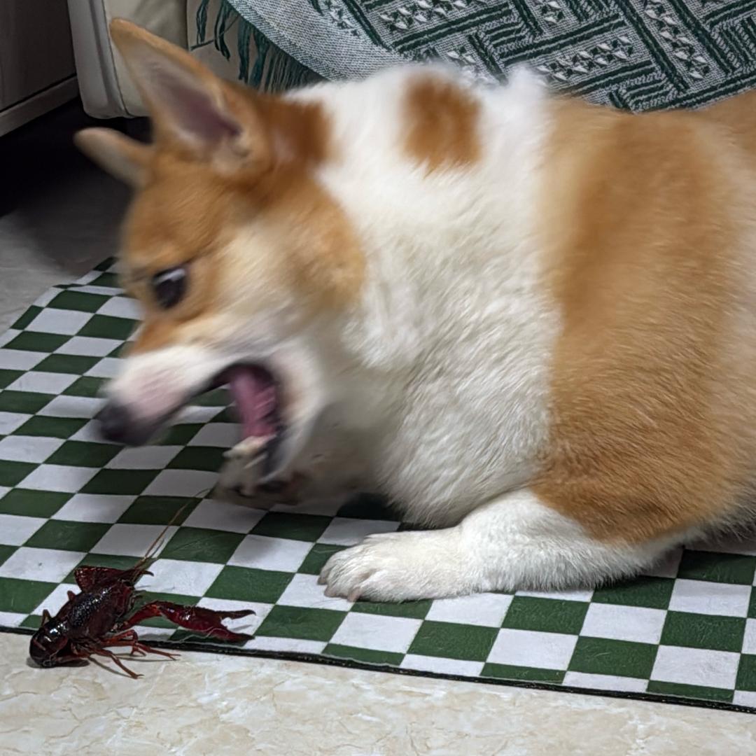 铺铺食诈胡小姐