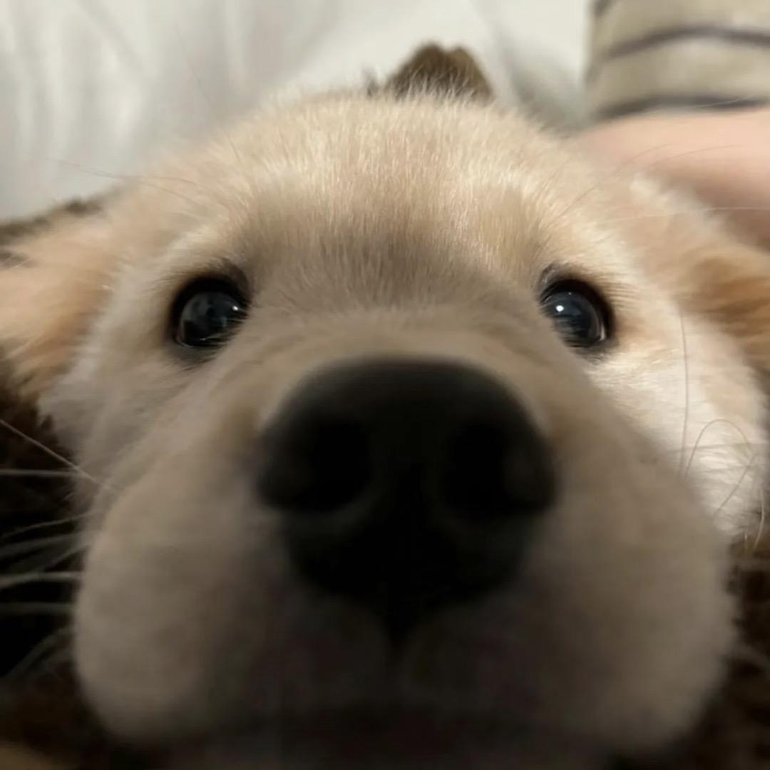 好运已来