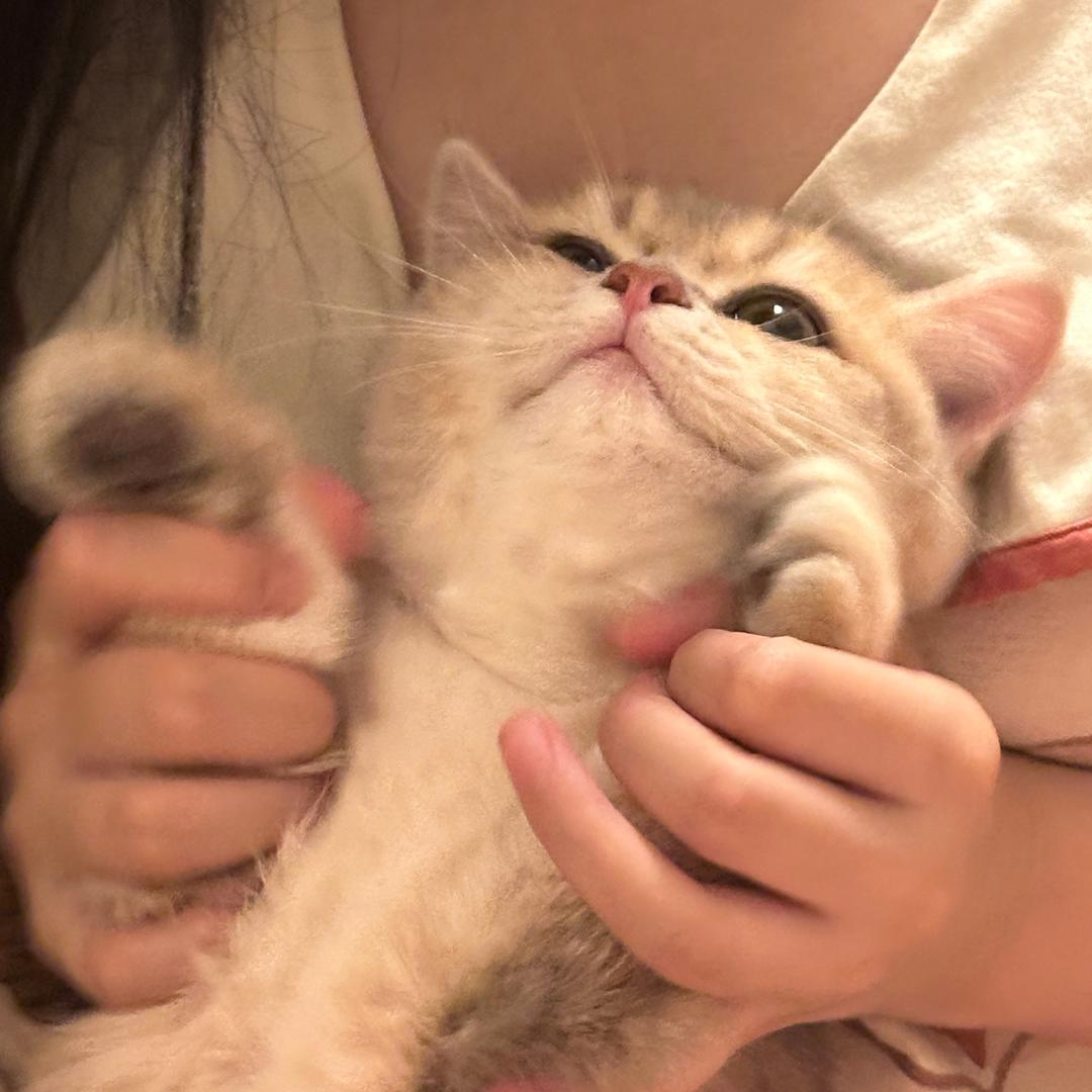 发霉烤面包（狗里狗气版）