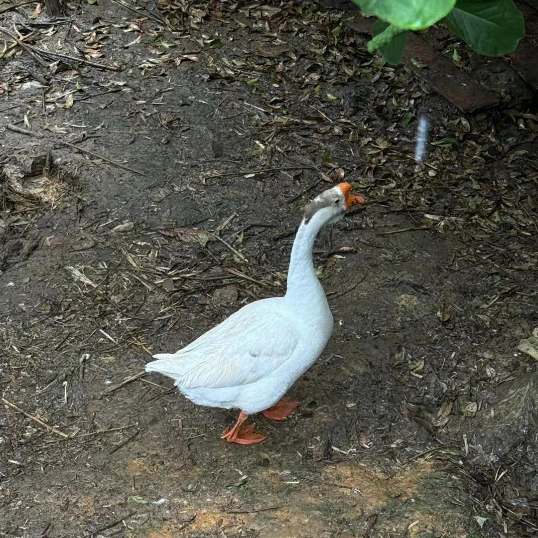 双下巴真可爱