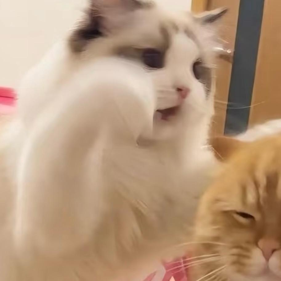ˆ兮ˆ
