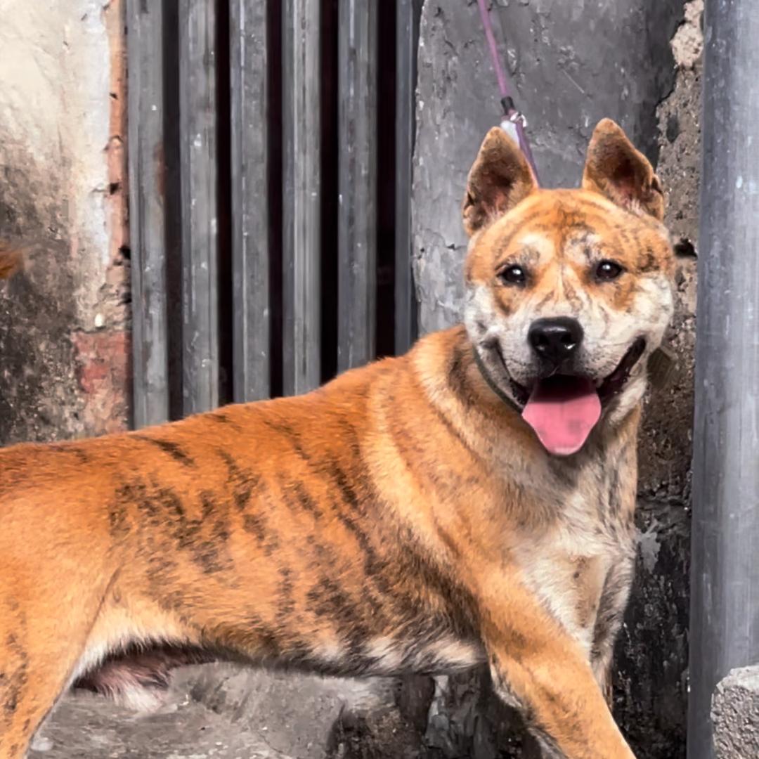 （小飞飞）高颜值中华田园犬