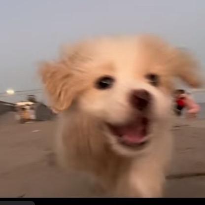 山楂不楂