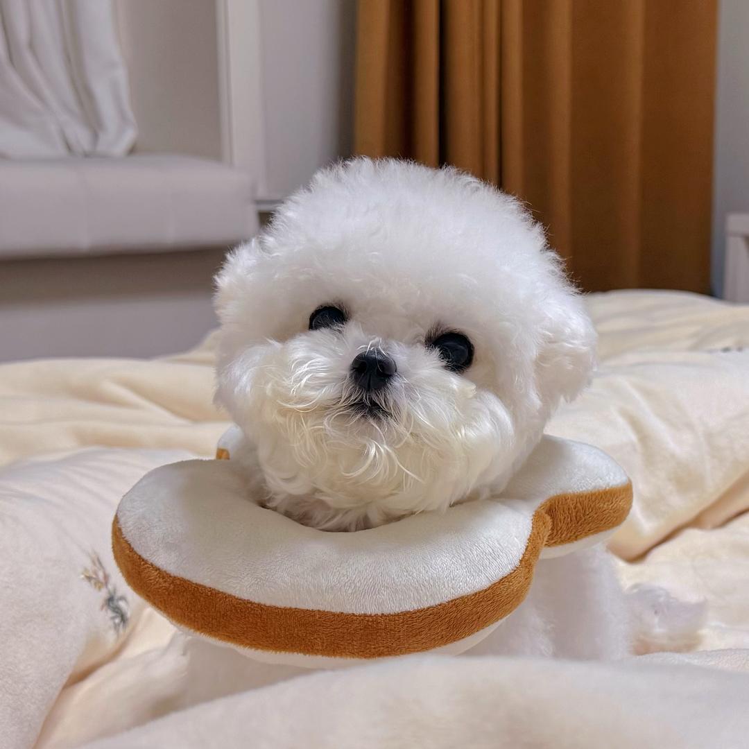 小狗碎碎冰🍪