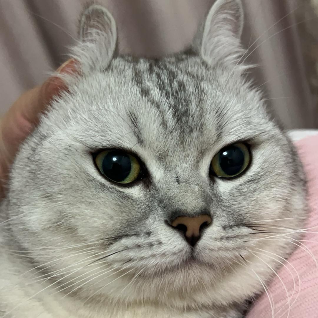 胖胖