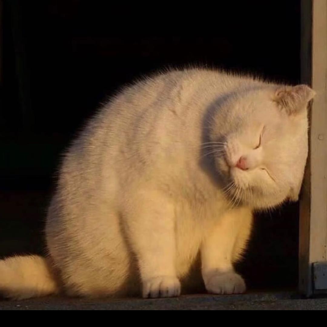 @饼饼