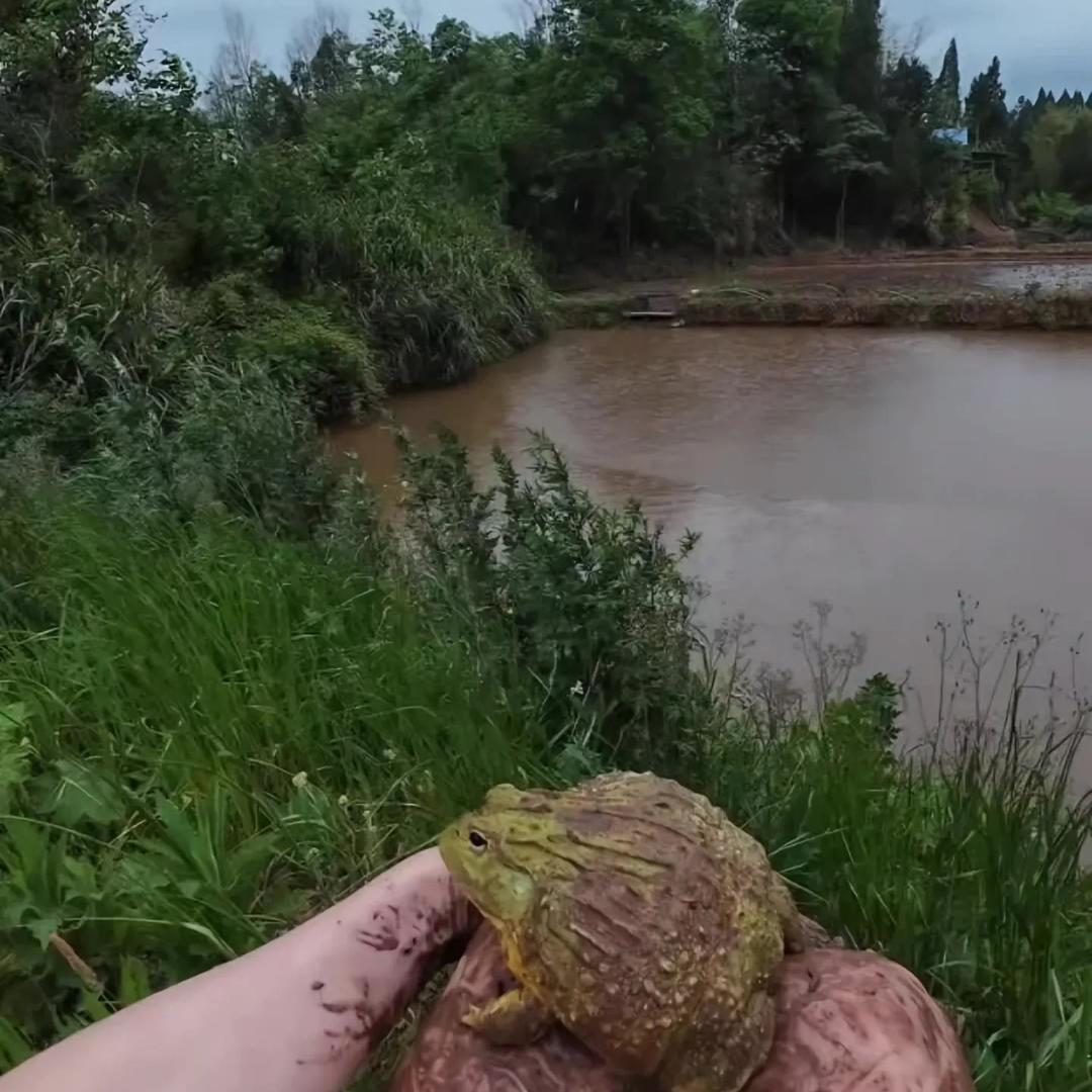葡提子