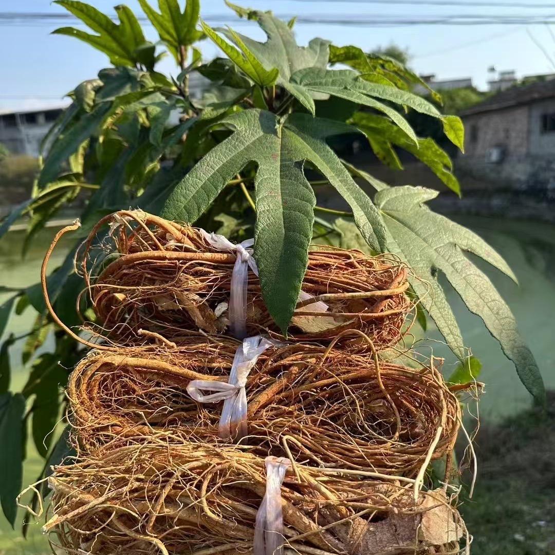 粤北大山的五指毛桃