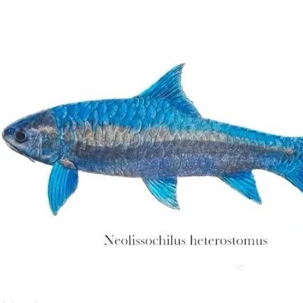 蓝友吉罗（原生）