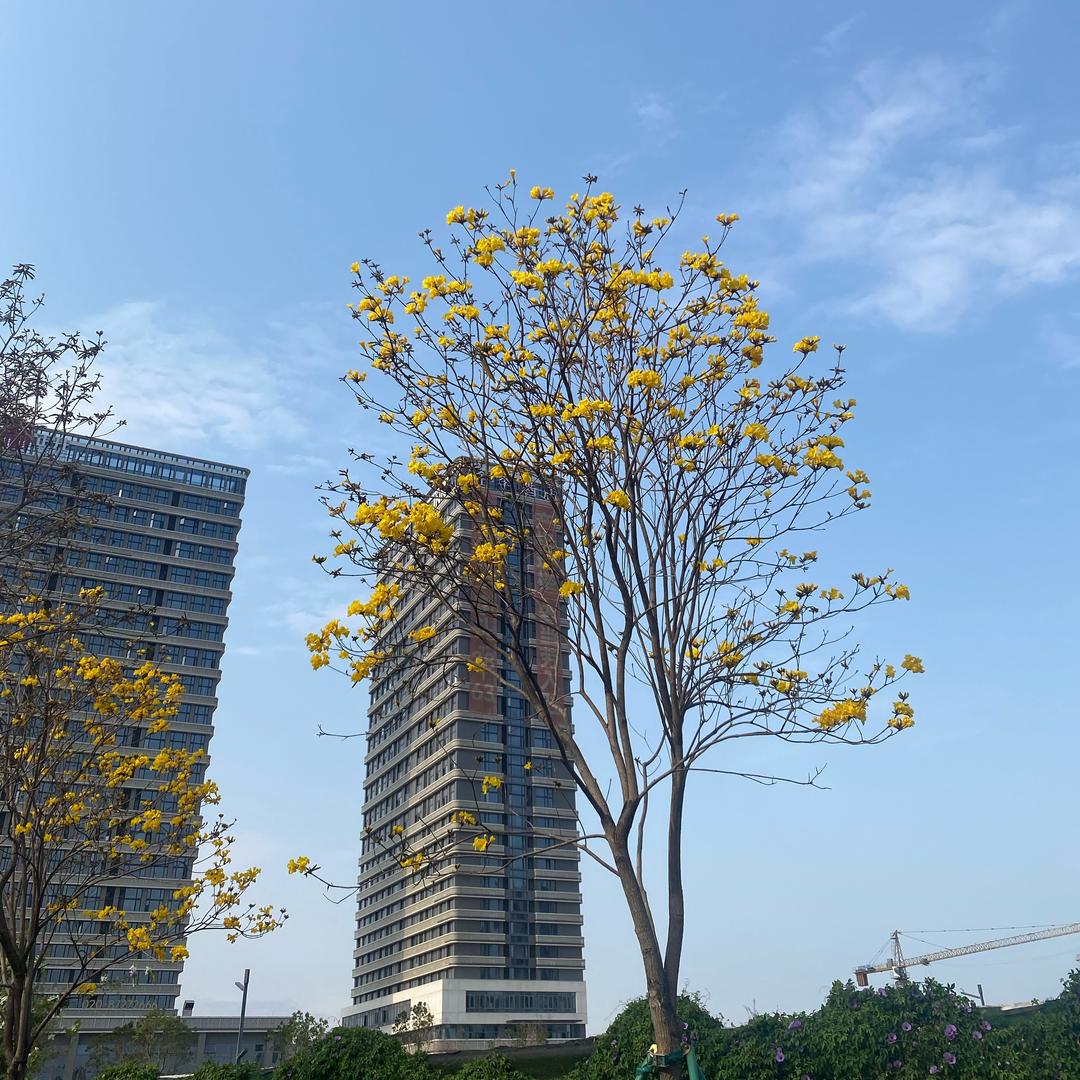en吶