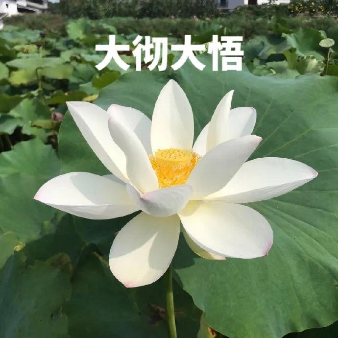 鱼片汉堡包