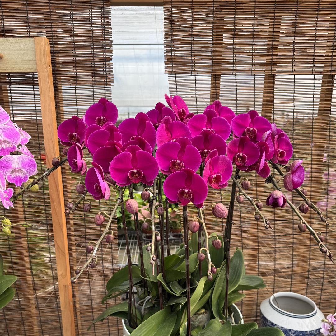 一心一兰蝴蝶兰