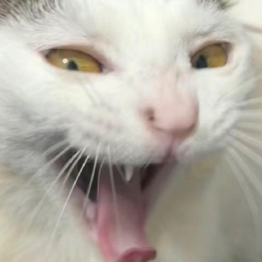 香蕉老黄蜂