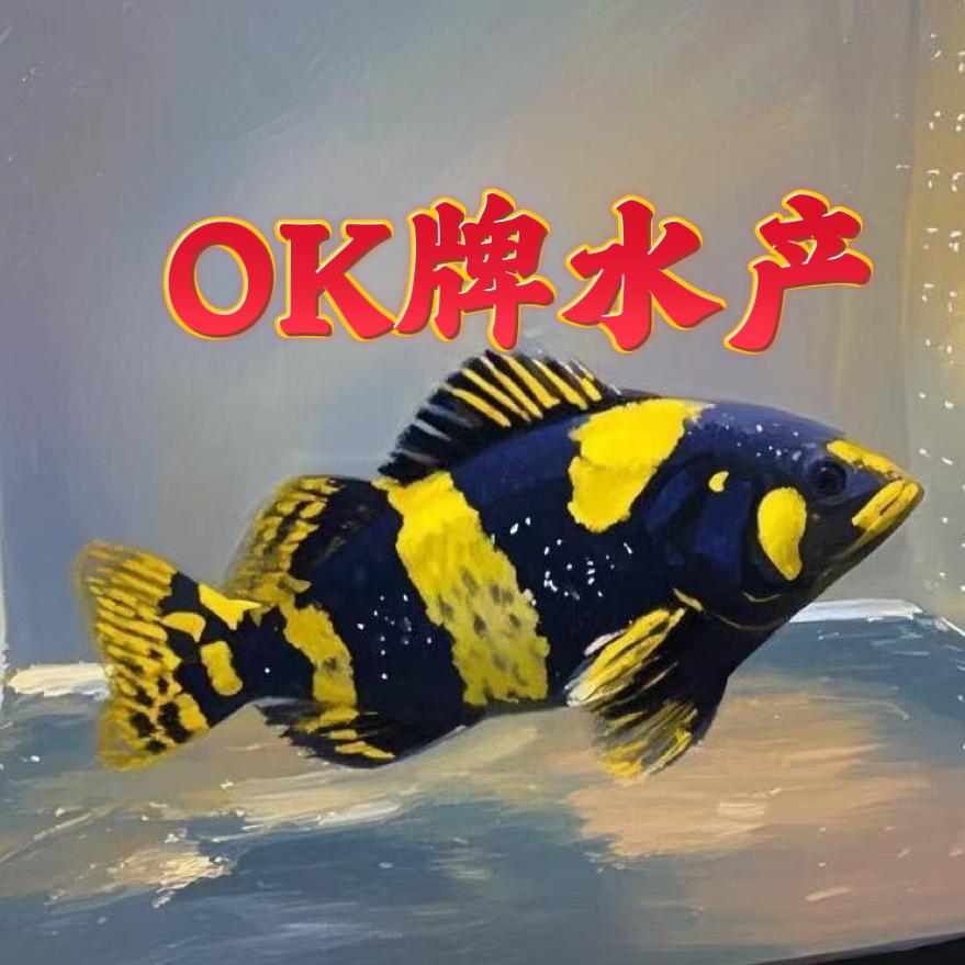 OK牌水产【出售石斑鱼卵】收购石斑鱼苗