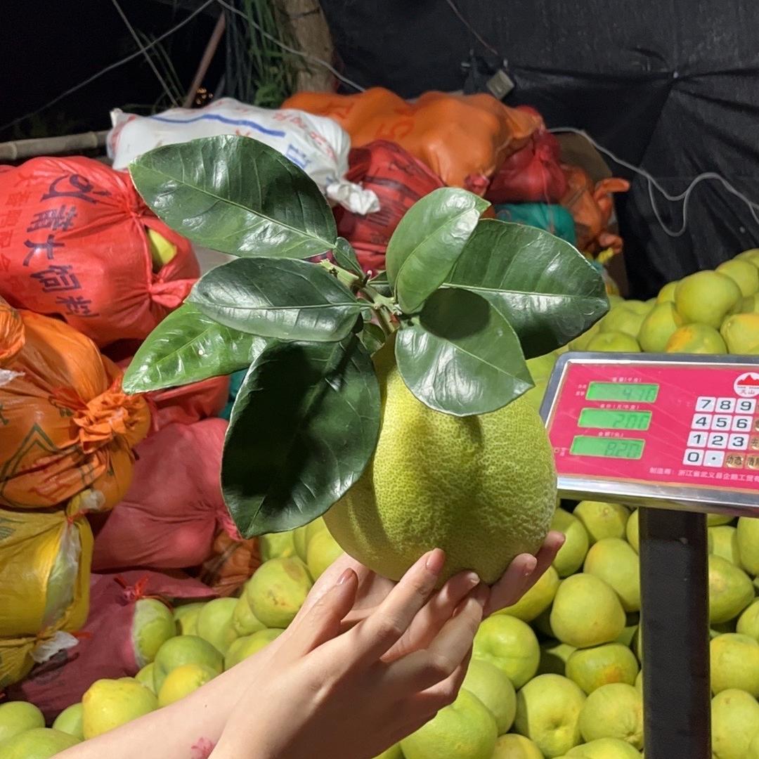 仙游文旦柚果园