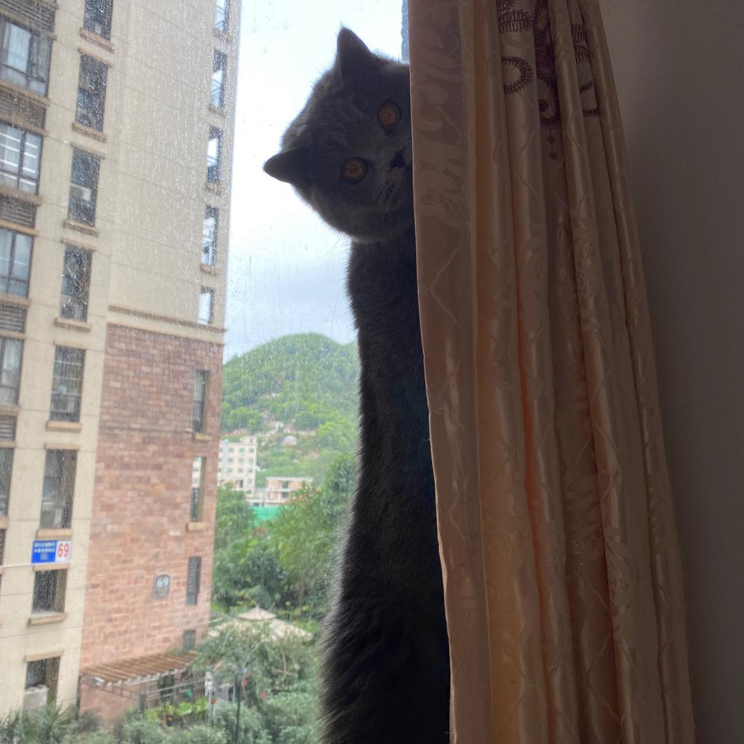 灰家有喵