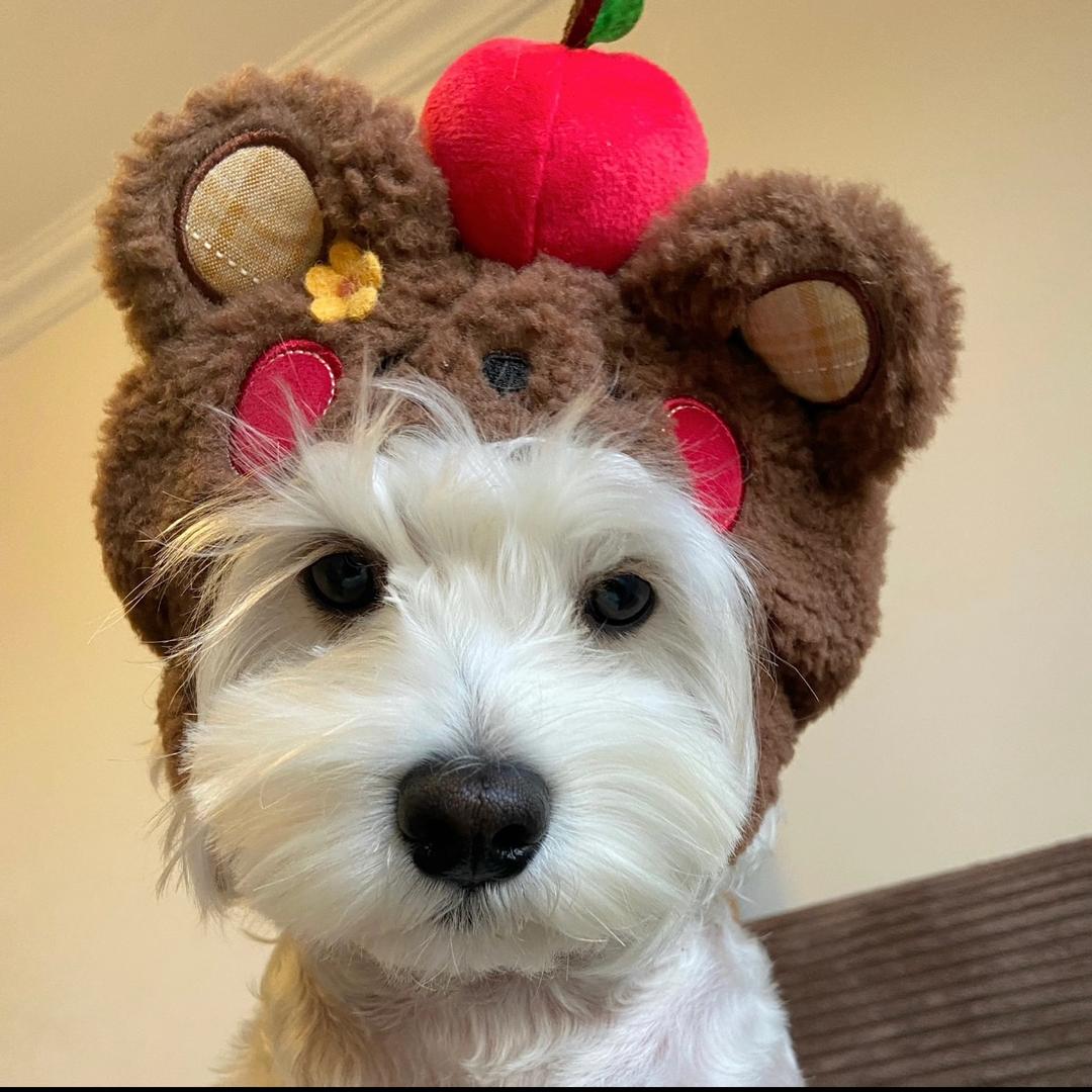 酱酱今天穿什么