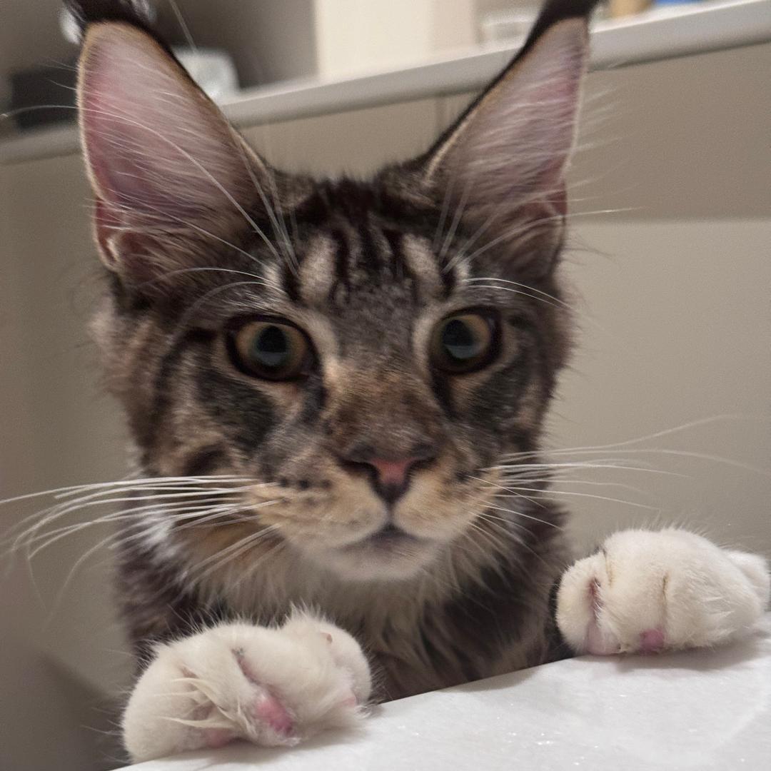 皮蛋是只缅因猫