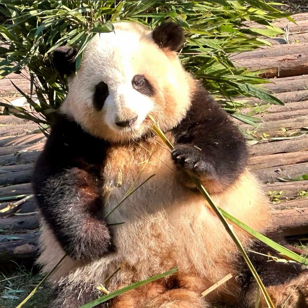 帅的小熊猫