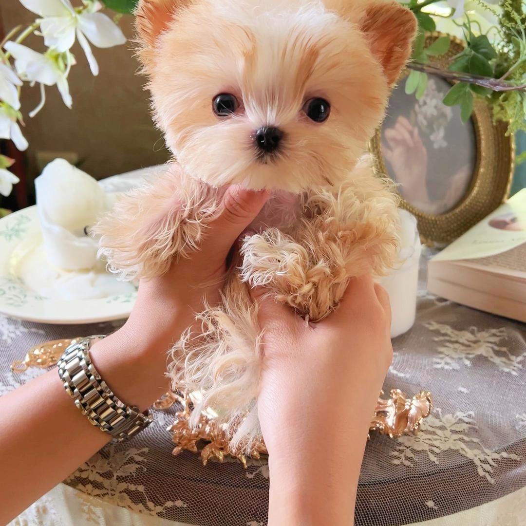 成都韩系高端萌宠生活馆