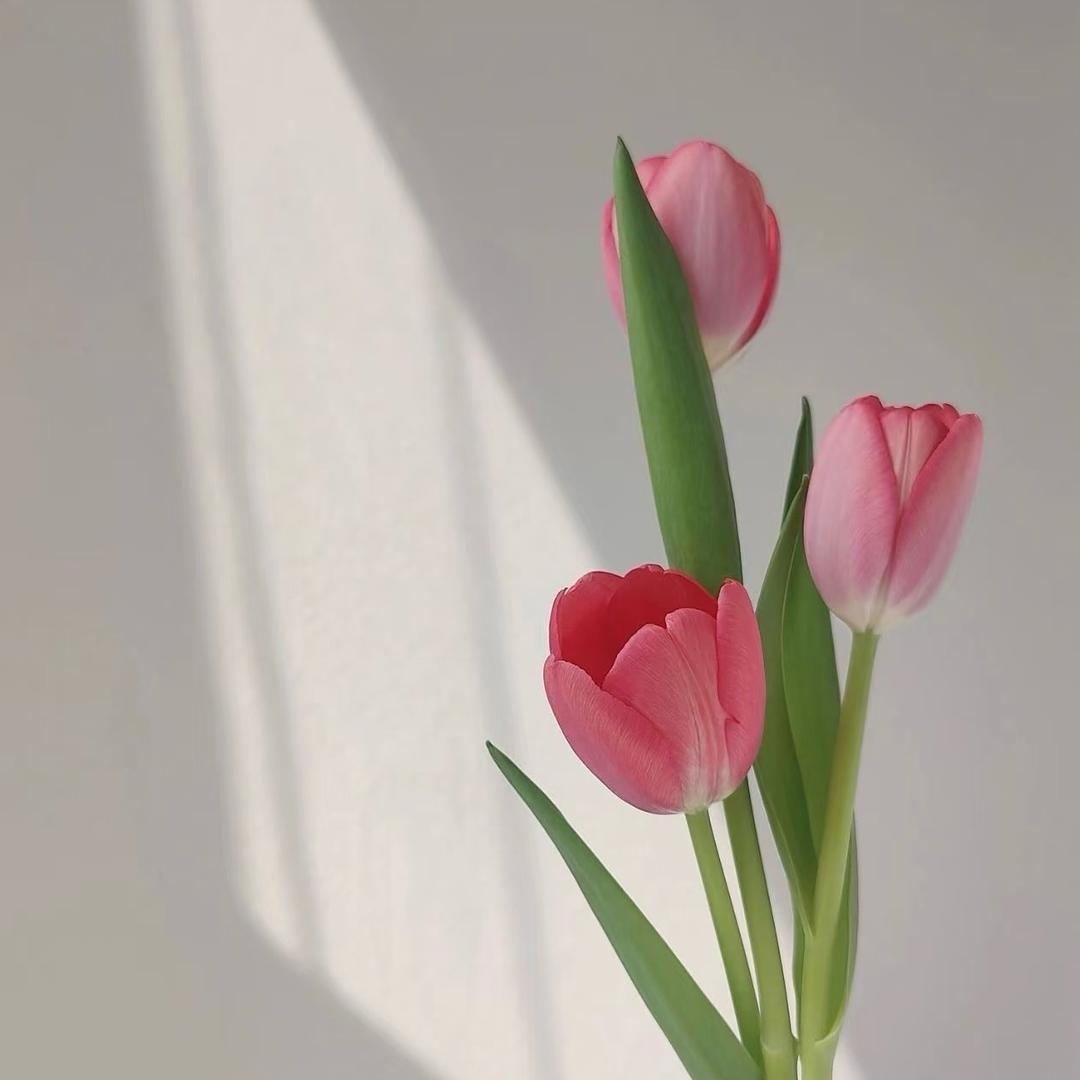 🌷
