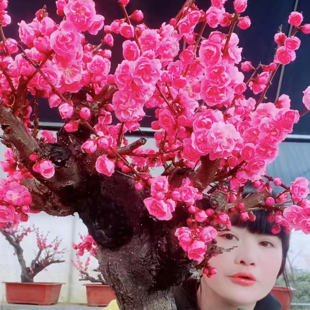 澜景梅园