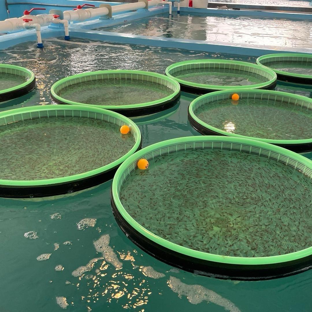 巴蜀鱼苗孵化基地