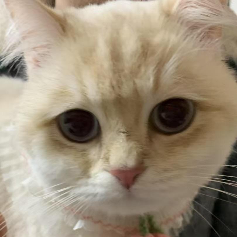 🫐小蛋糕