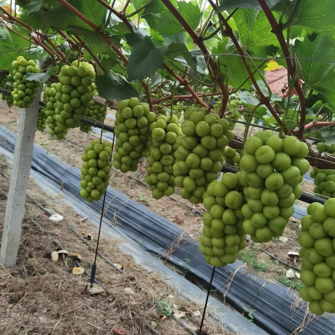 @天创果业代收代发