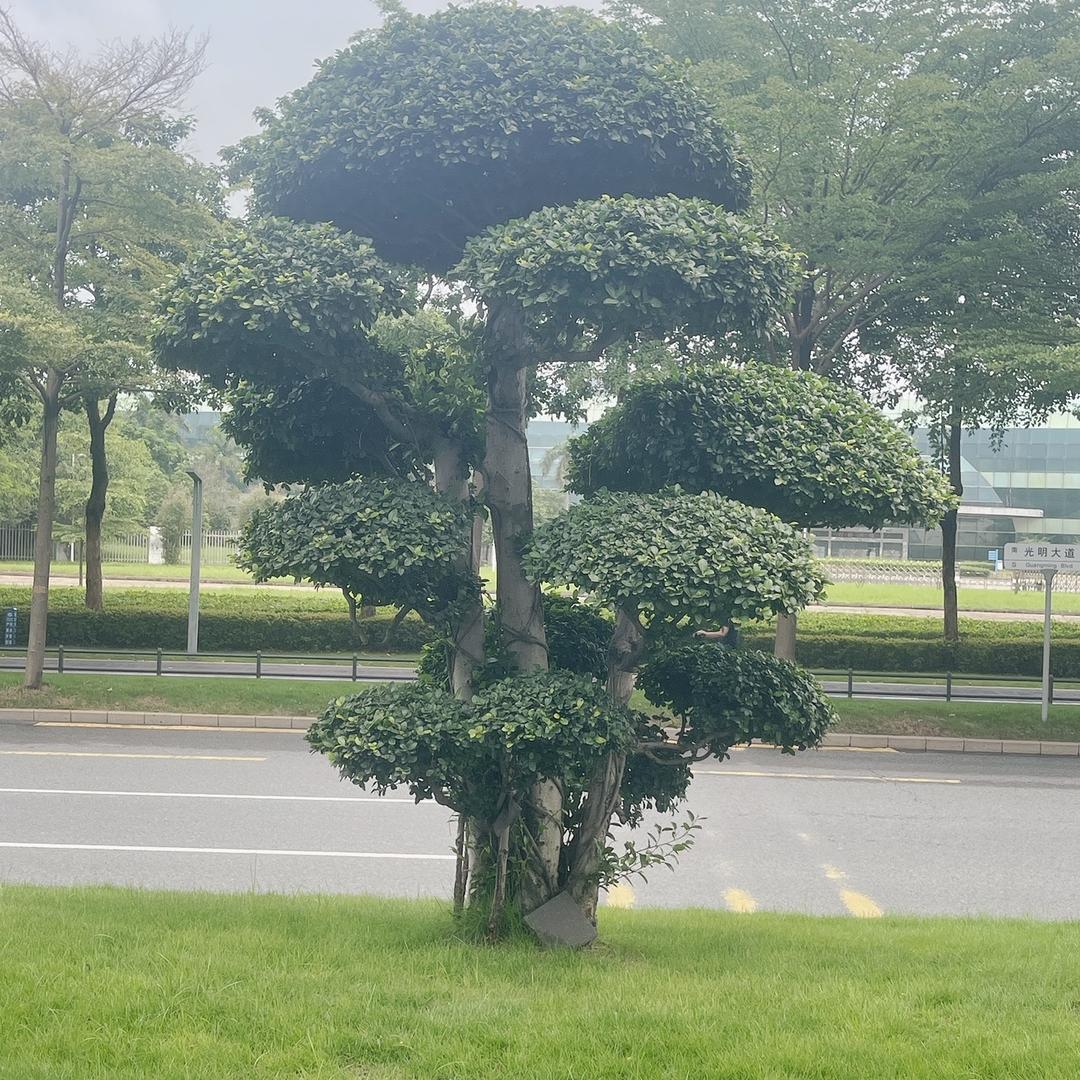 苏打水