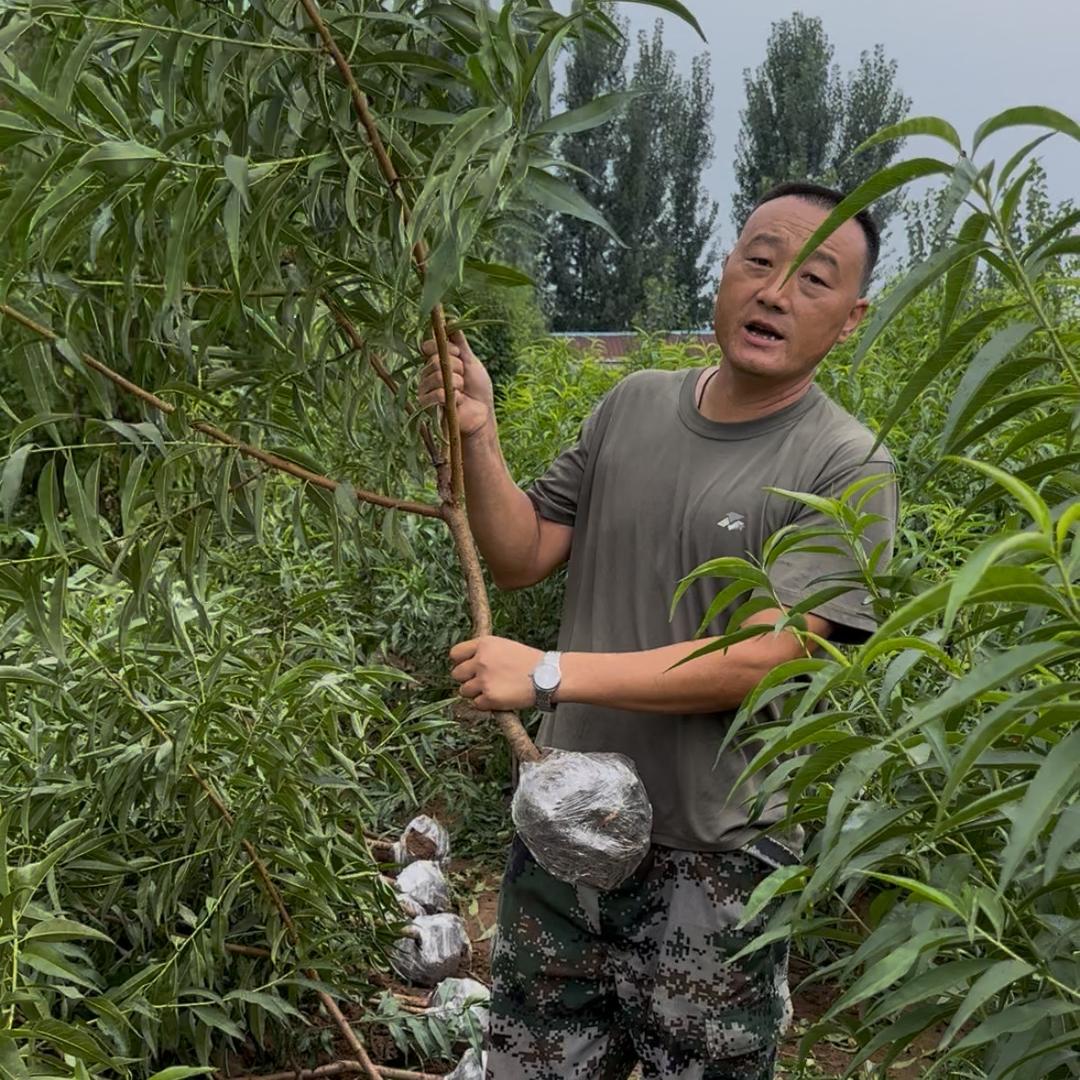 伟帅果树苗木专营店