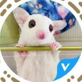 小泡家蜜袋鼯宠物用品店