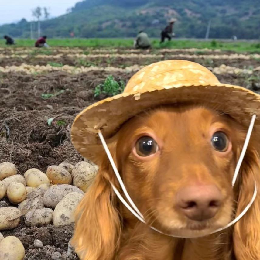 🪴种花种菜小能手