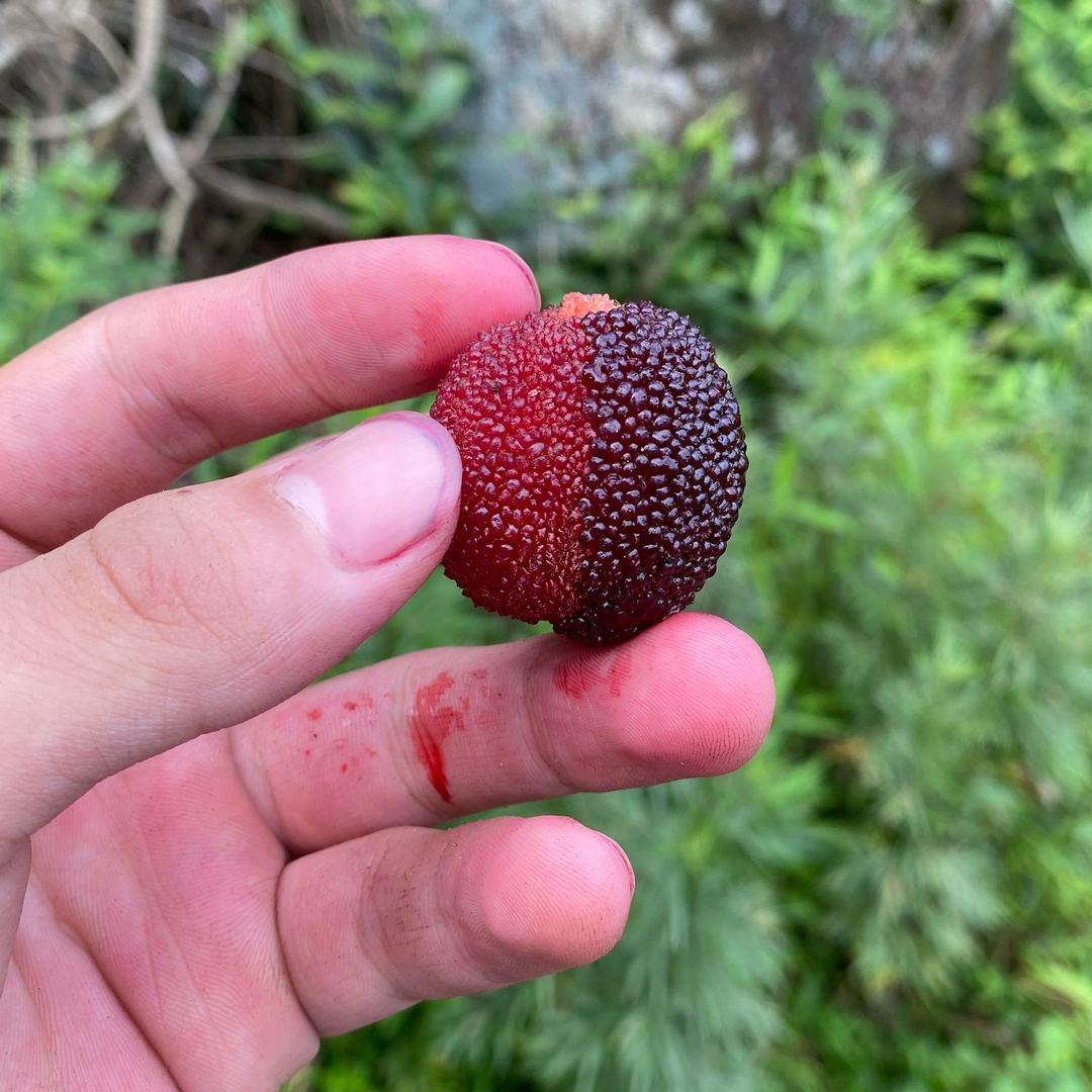 临海高山杨梅（临海市烊宾农场）