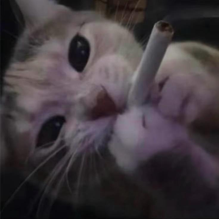 喜欢可爱的