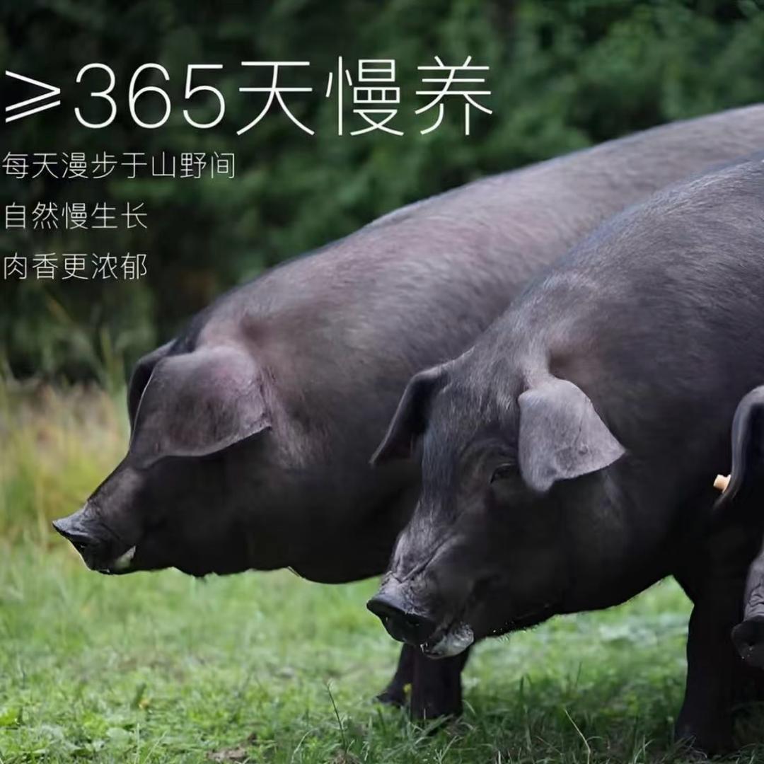 太行山农家土猪