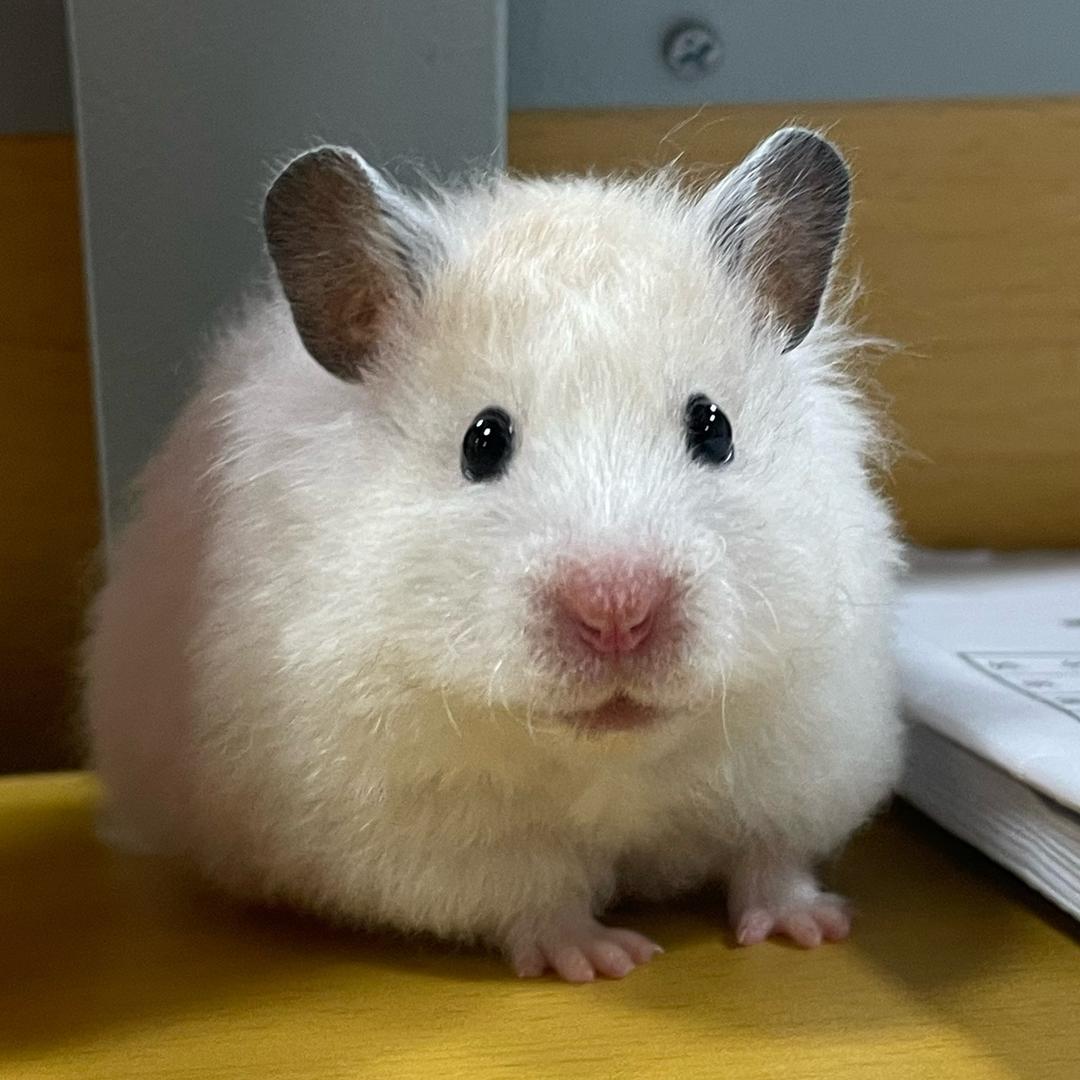 鼻嘎吱