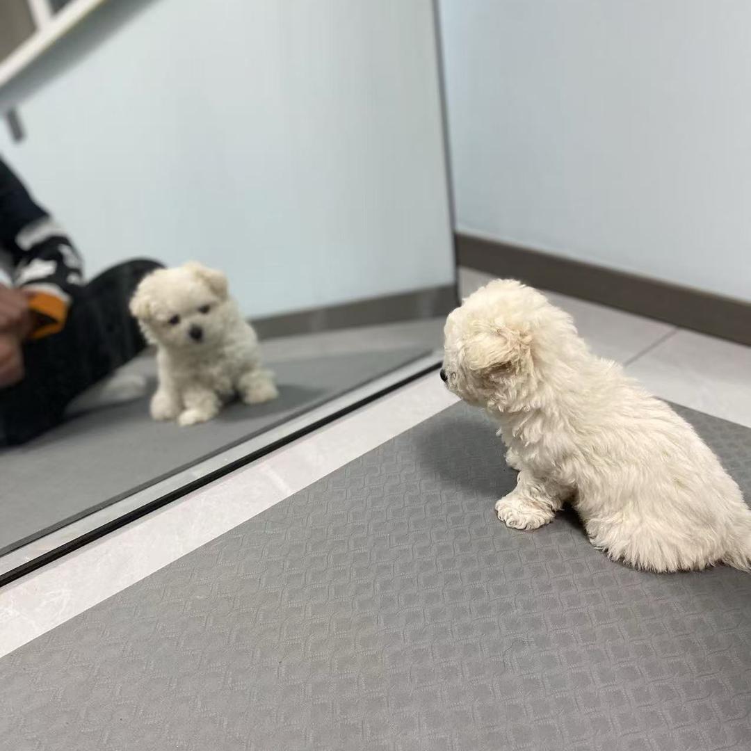 棉花是比熊