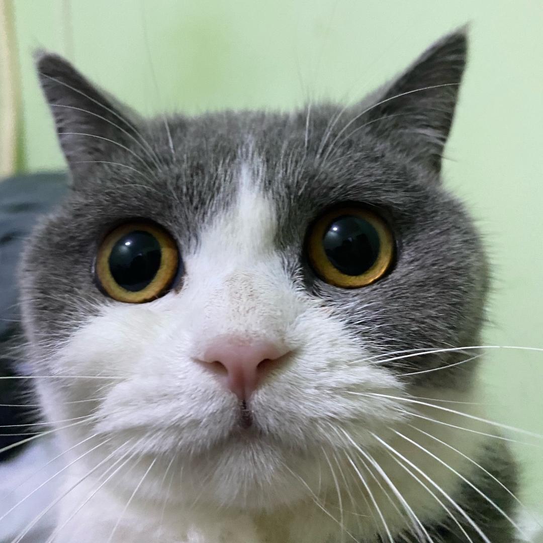 洋葱头—（增肌版）