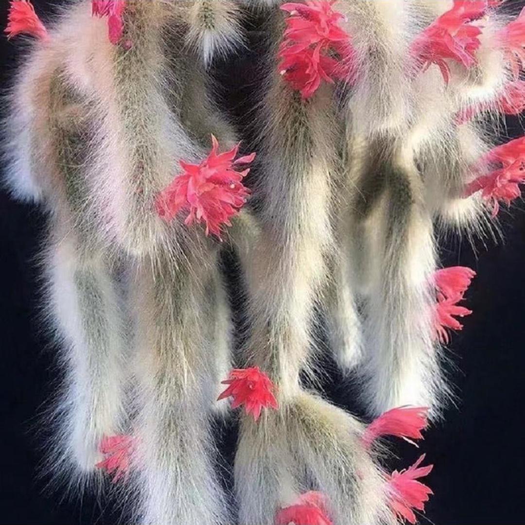 悦花园多肉