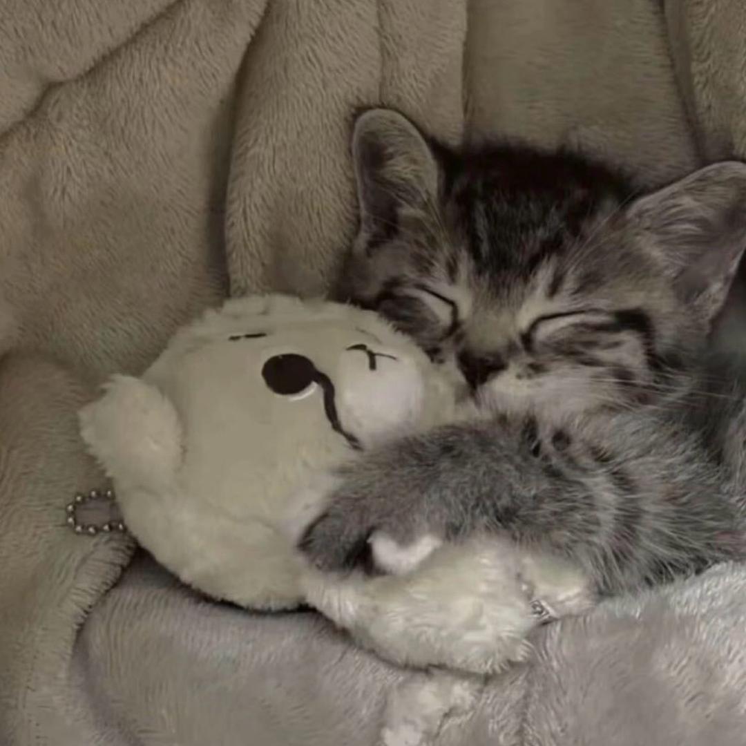 猪儿虫