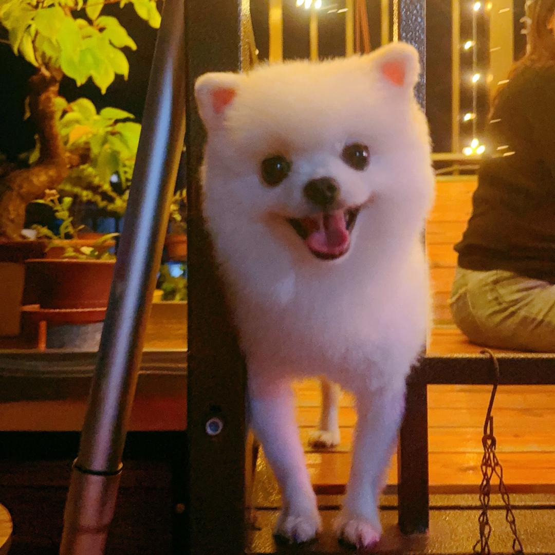 🐶小博美球球