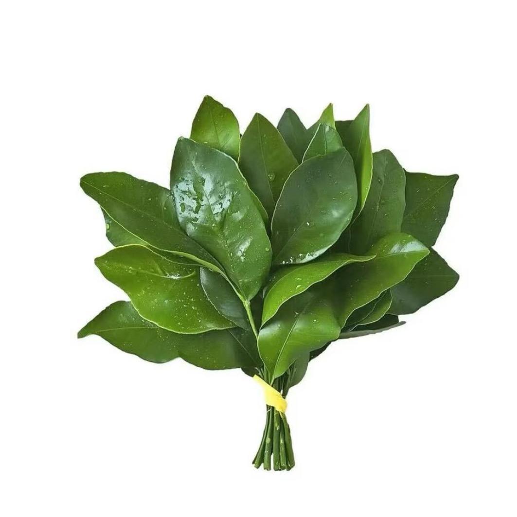 大豆芽🍑
