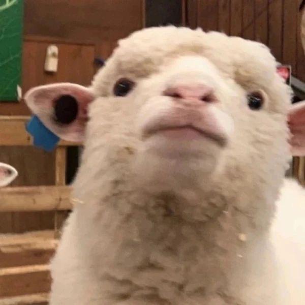 漏网之羊🐑🇷🇺