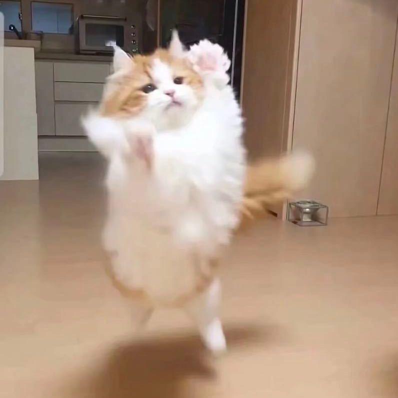 桥崽