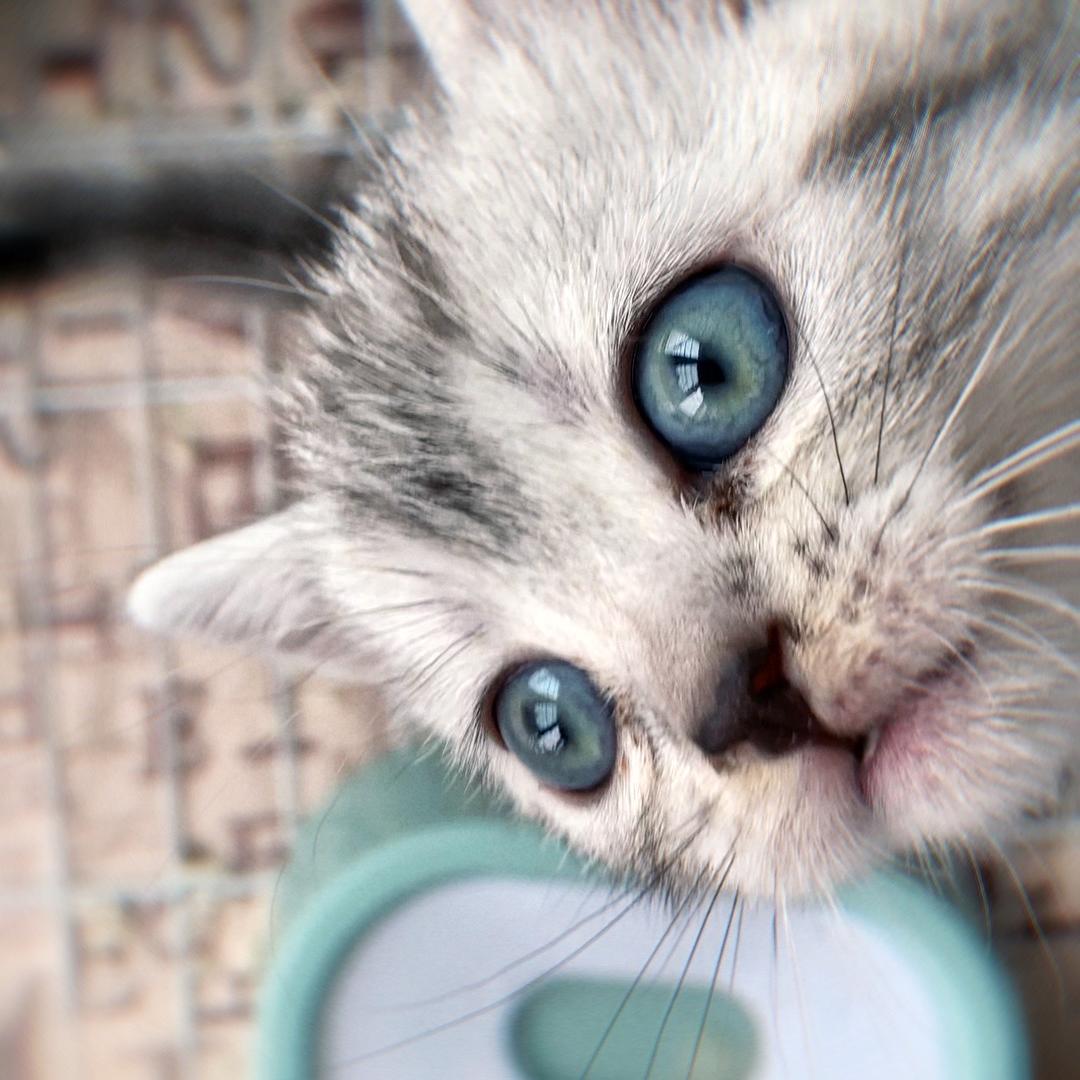 可乐是只虎猫