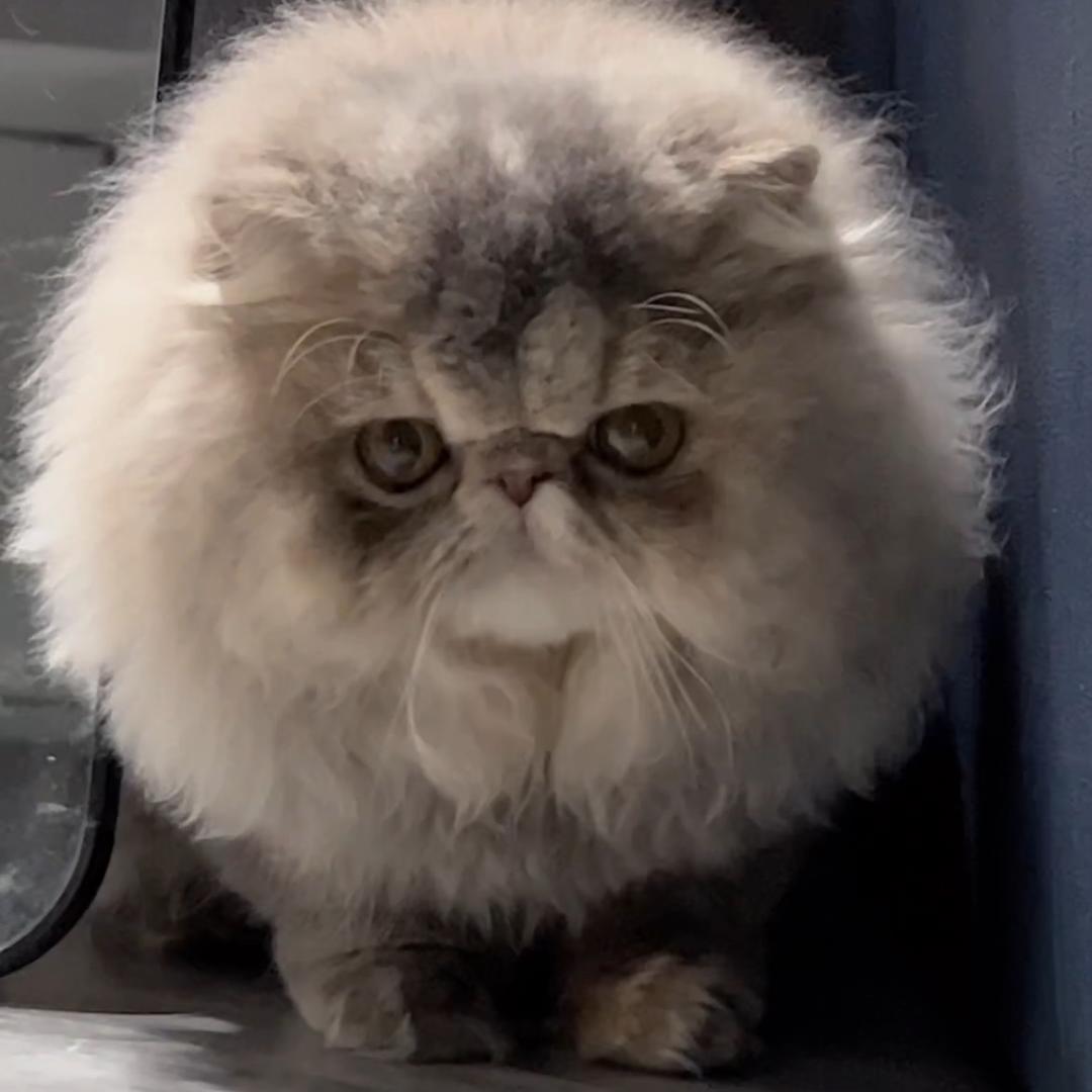 Ruimy.cafecat